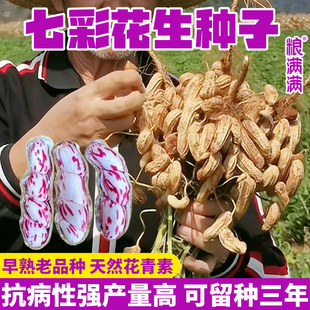 云南七彩花生种子超高产南方农科院早熟10斤老品种水果花生种子