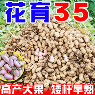 超高产花生种子农科院早熟薄壳花生种子高产南北方矮杆专用花生种