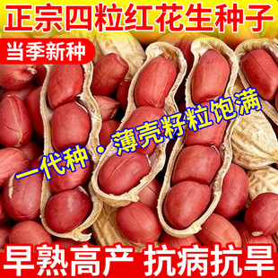 山东超高产红皮花生种子抗旱早熟薄壳四粒红农科院高产花生种子