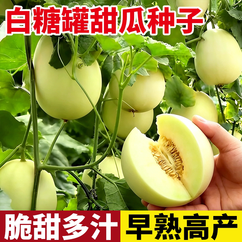 超甜白糖罐羊角酥牛角密八里香甜瓜种子香瓜蜜瓜种子高产蔬果种子图片
