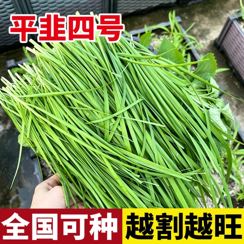 韭菜种子种籽子苗菲菜白根四季根苗白根蔬菜老品种籽种小叶宽叶根