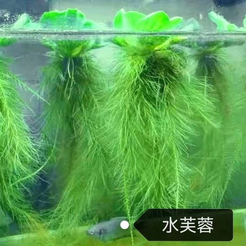 水芙蓉水浮莲水浮萍水葫芦水生水草植物水培净化水质龟缸造景Y007