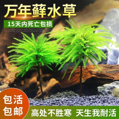 万年鱼缸造景水草植物雨林迷你