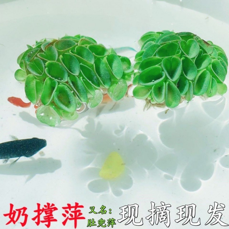 水草植物造景鱼缸水草水一叶莲浮性水净化水质养鱼龟植懒人水族箱