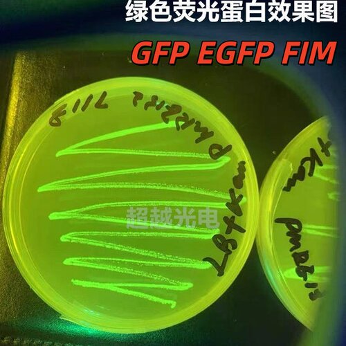 GFP激发绿光研发科研激发荧光实验测试光源 激发光488nm EGFP手电