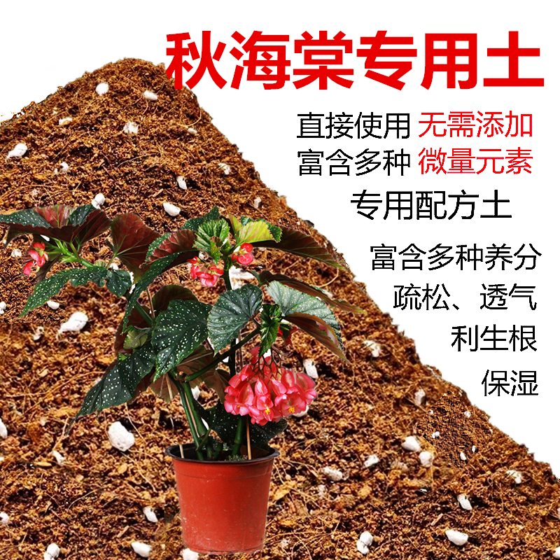 秋海棠专用土秋叶海棠花观叶植物沙土壤肥料鳟鱼秋海棠专用营养土