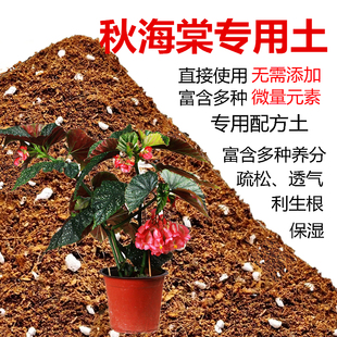 秋海棠专用土秋叶海棠花观叶植物沙土壤肥料鳟鱼秋海棠专用营养土