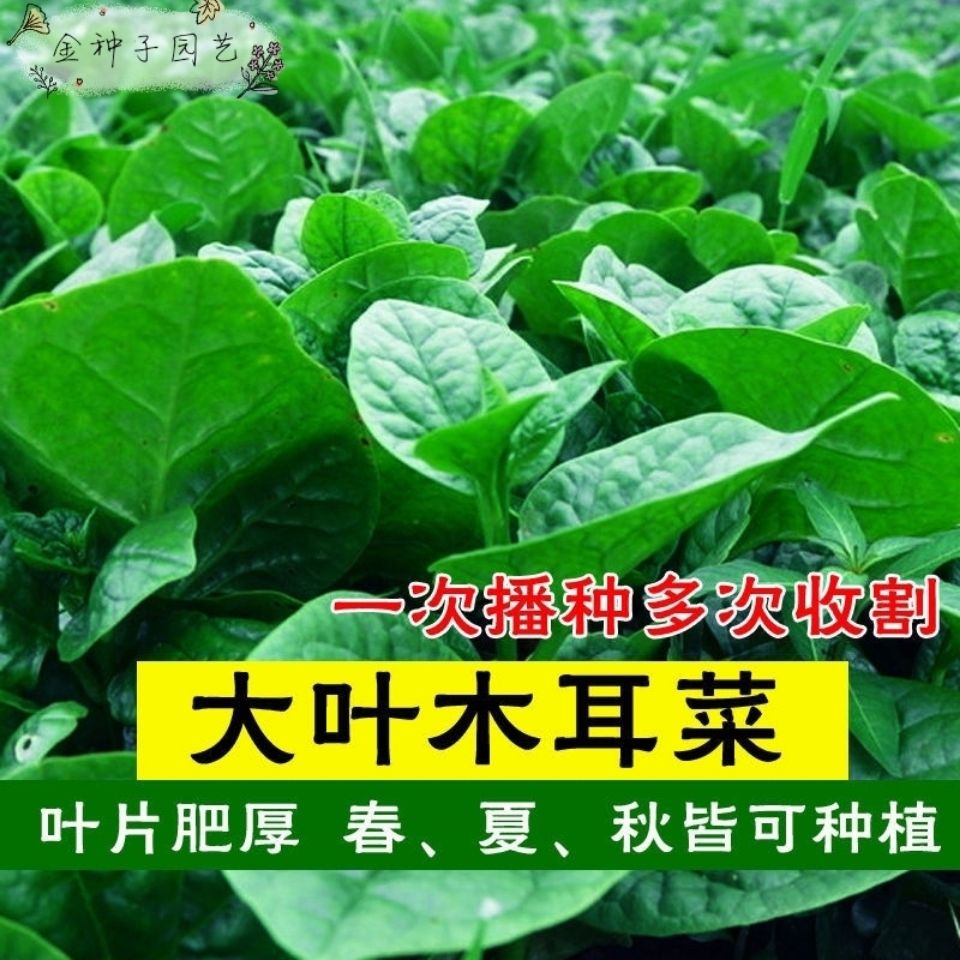 大叶木耳菜种子 四季播种子阳台盆栽蔬菜种子家庭室内室外易菜籽