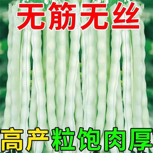 白不老芸豆种子早熟四季豆白芸豆高产九粒白豆角架豆四季蔬菜种子