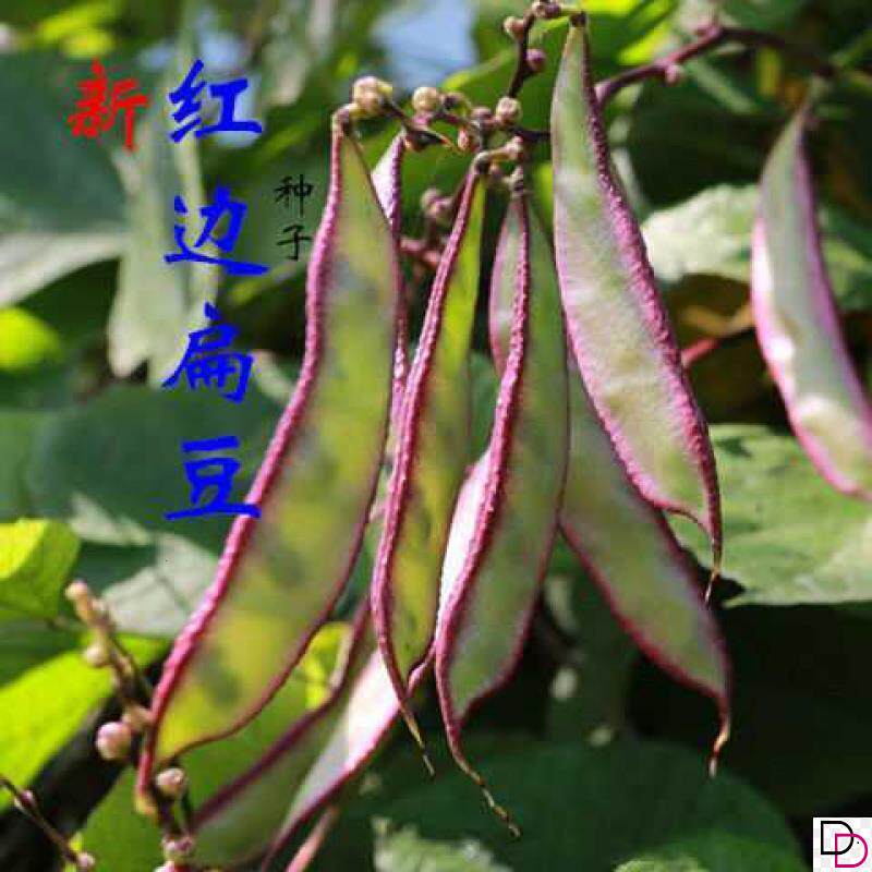 紫边大扁豆种子高产优质