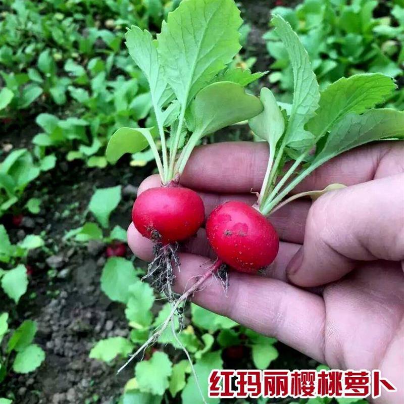 樱桃萝卜种子大全水果春秋樱桃萝卜菜籽四季种孑阳台盆栽蔬菜新种