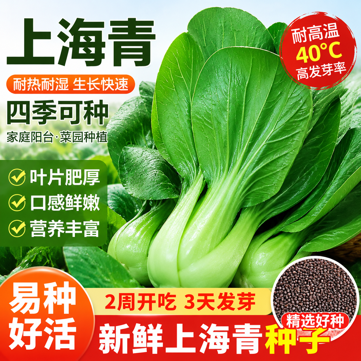 正宗上海青种子小青菜四季油菜籽种蔬菜种籽孑南方菜籽苏州青早熟
