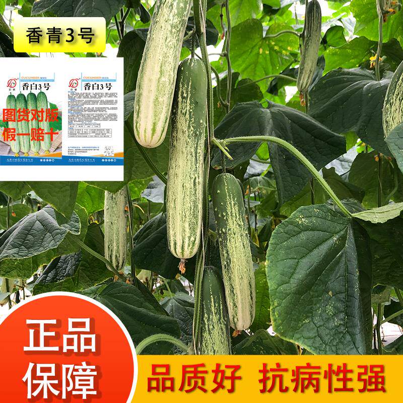 香青三号黄瓜种子耐热四季春季清香秋季青皮耐寒秋播夏季早熟新种