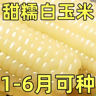 白糯玉米种子高产新鲜大棒四季甜糯玉米非转基因粘糯米白玉米种子