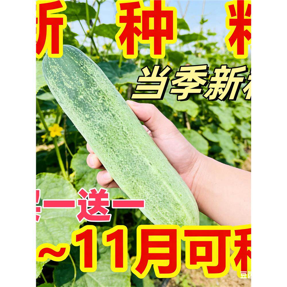 【今年新种】本地黄瓜种