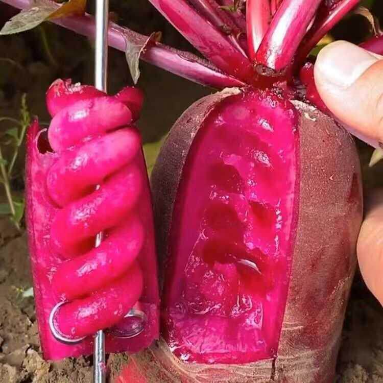 凤梨水果萝卜种子红皮红