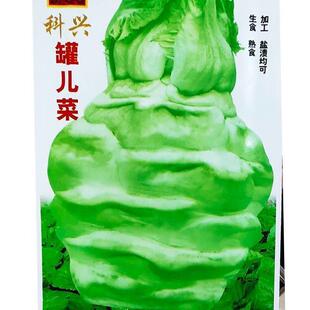 四川正宗罐儿菜种子罐罐菜种子大头菜薄皮棒棒菜种子四季庭院新种