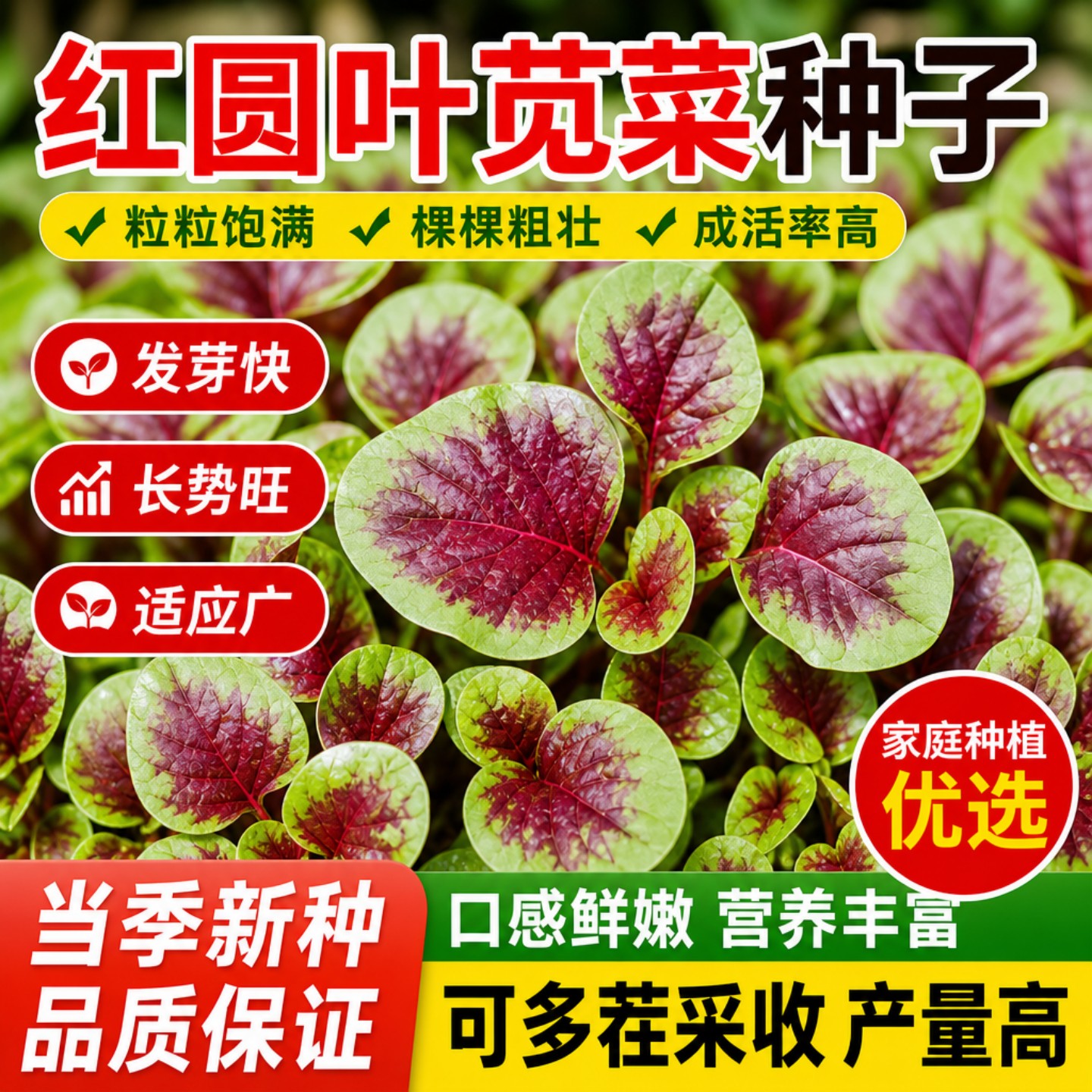 夏季播耐热速生大圆叶红苋菜种子