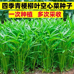 柳叶空心菜种籽四季 种植青菜种子阳台盆栽农家田园春秋可播耐热