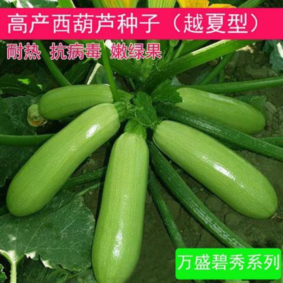 西葫芦种子 耐寒耐热 翠绿色 春夏秋冬种植 四季蔬菜种子抗病高产