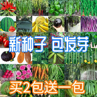 菜种籽蔬菜种子四季菜籽大叶香菜菠菜苦瓜阳台春播盆栽菜小葱辣椒