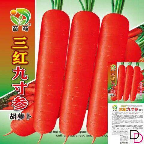 九寸三红胡萝卜种子水果