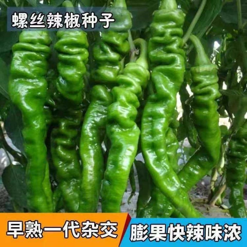 螺丝椒种子高产早熟超辣大果实品种阳台盆栽农家菜园螺丝辣椒种子