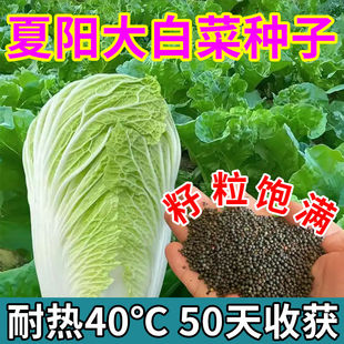 夏阳大白菜种子夏天种的菜50天早熟抗热耐高温夏季蔬菜种籽孑盆栽