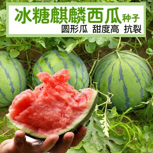 高产西瓜种子种籽无籽冰糖麒麟甜王水果蔬菜大小四季高产薄皮