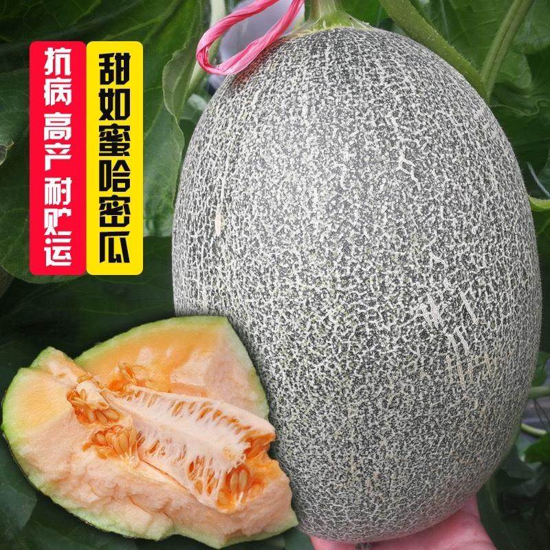 A哈密瓜网纹蜜瓜甜瓜种孑香瓜水果大全菜种籽南方四季种植蔬