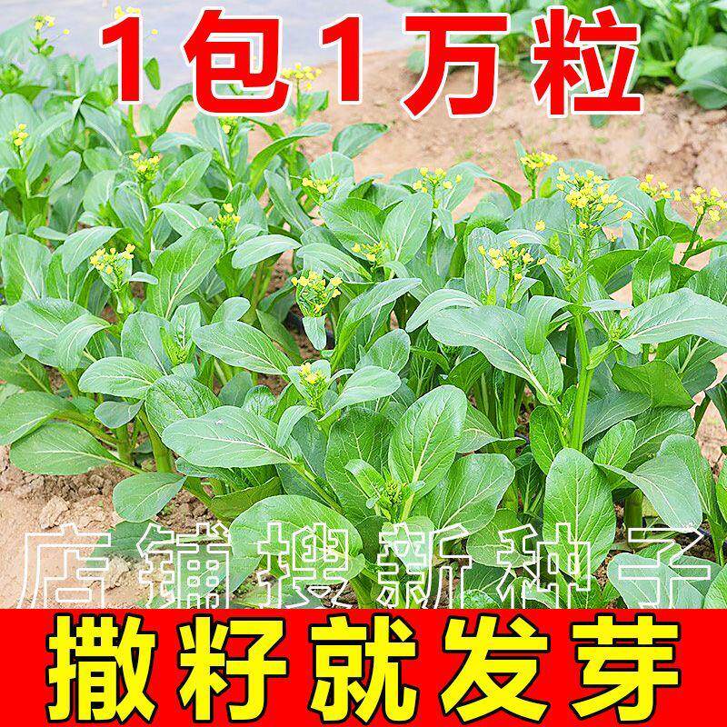 菜心种子夏季耐热四九甜籽