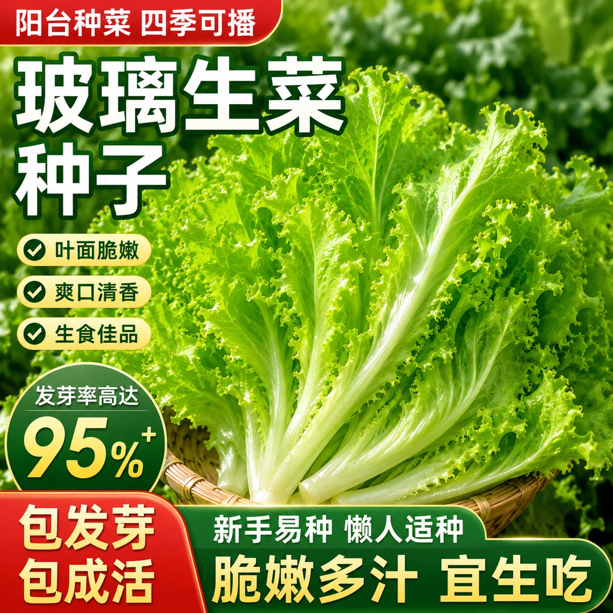 四季玻璃生菜种子种籽孑阳台种菜四季盆栽莱种春季沙拉蔬菜孑菜籽