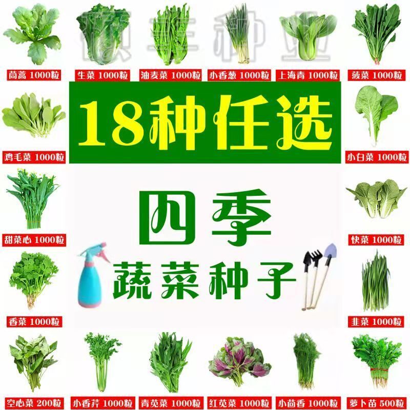 四季露地韭菜黄瓜菠菜蔬菜种子