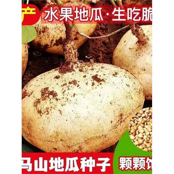 A牧马山地瓜种子早熟高产凉薯水果沙葛凉瓜土瓜春夏秋农家自种蔬