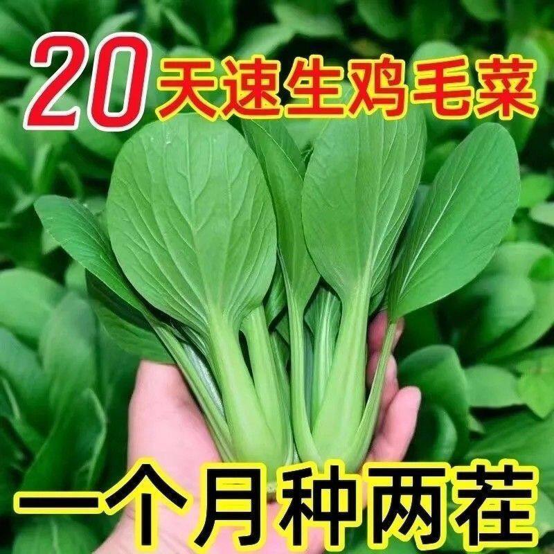 不生虫鸡毛菜种子四季播种抗热耐寒蔬菜种子小白菜籽四季小青菜籽