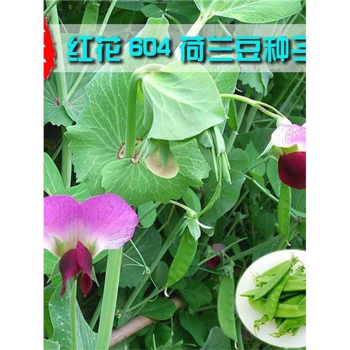 厚肉软荚荷兰豆种子食荚