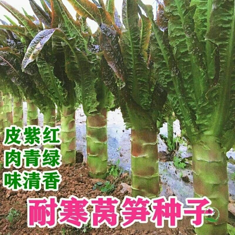 莴笋种子香莴笋种子蔬菜种子耐热耐寒春秋季高产嫩脆莴苣种籽