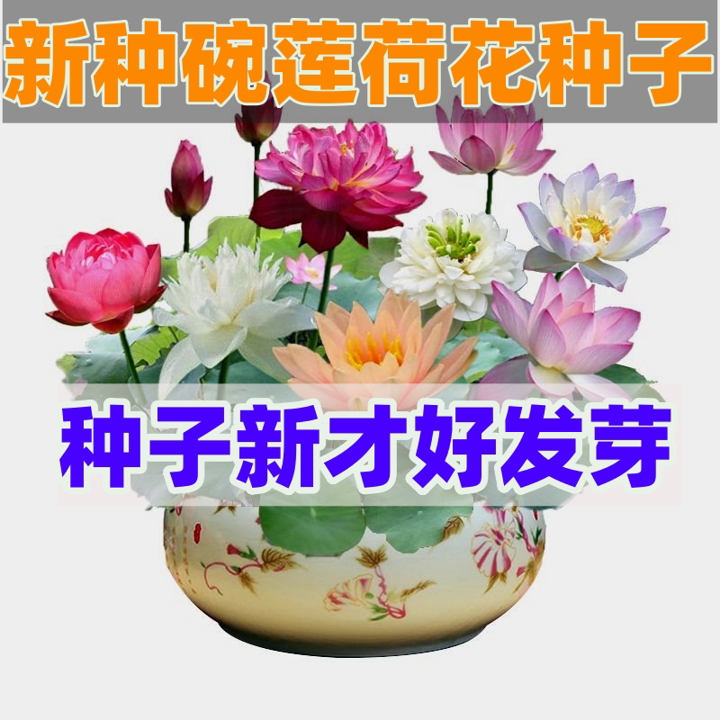 四季播种碗莲种子已开口水培植物睡莲荷花种子室内盆栽绿植花卉