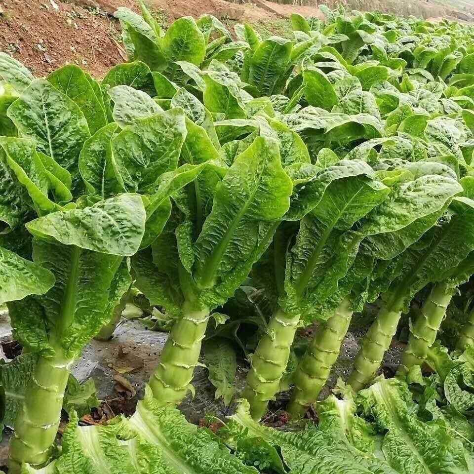 四季莴笋种子青皮绿肉香莴笋种子春秋冬播高产耐热耐寒蔬菜种籽A