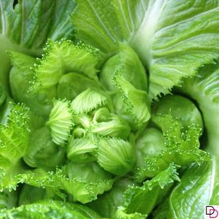 四川儿菜种籽(2包)种子特产四季菜种籽娃娃菜抱子芥菜籽蔬菜种孑