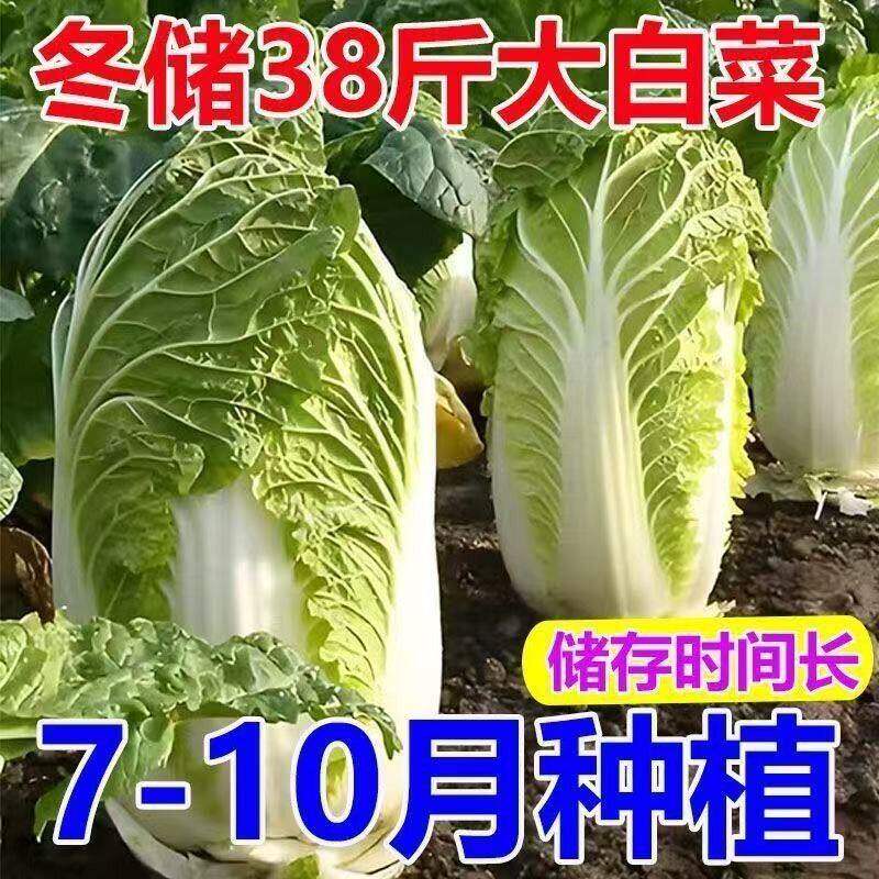 冬储38斤秋播大白菜种子冬储北方大白菜种籽高产农家蔬菜抗病耐寒