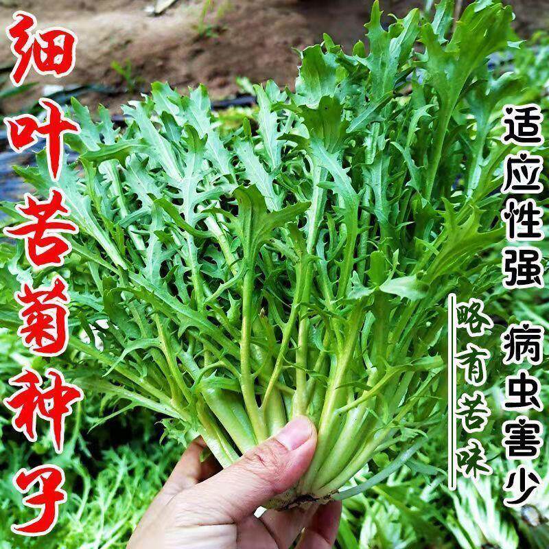 细叶黄心苦苣种子大全