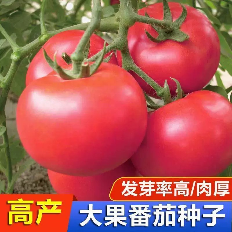【中蔬四号番茄种子】四季播大番茄籽菜园盆栽庭院西红柿蔬菜种子