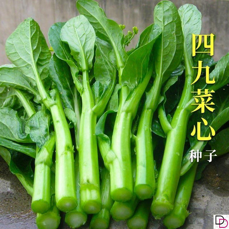 25天广东四九菜心种子种