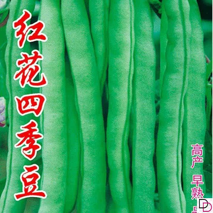 红花四季豆种子高产无筋