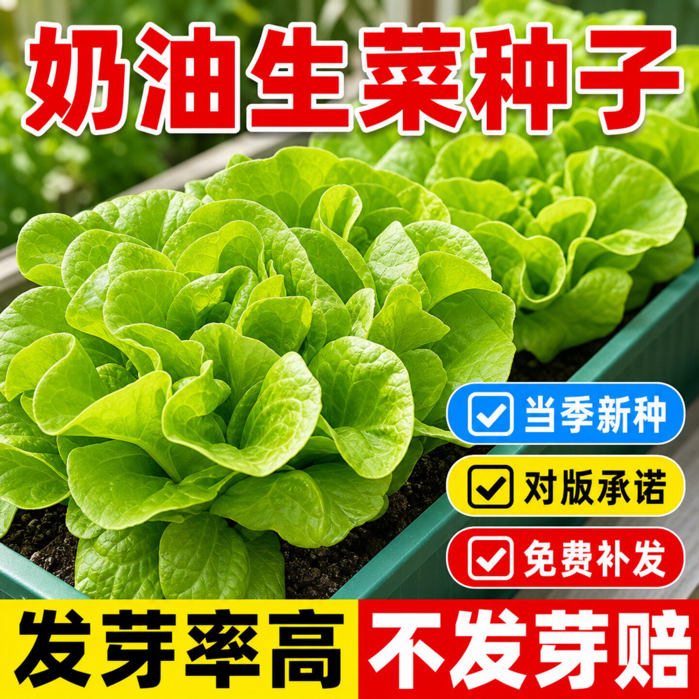 四季奶油生菜种子籽阳台四季播蔬菜种子沙拉菜可生吃生菜庭院秋播