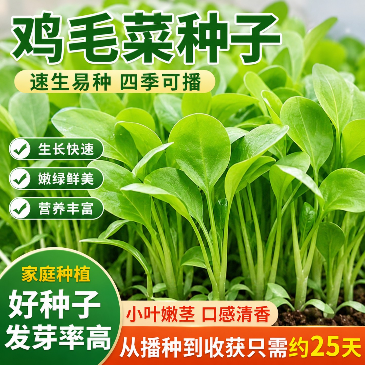 速生易种植鸡毛菜种子抗热耐寒