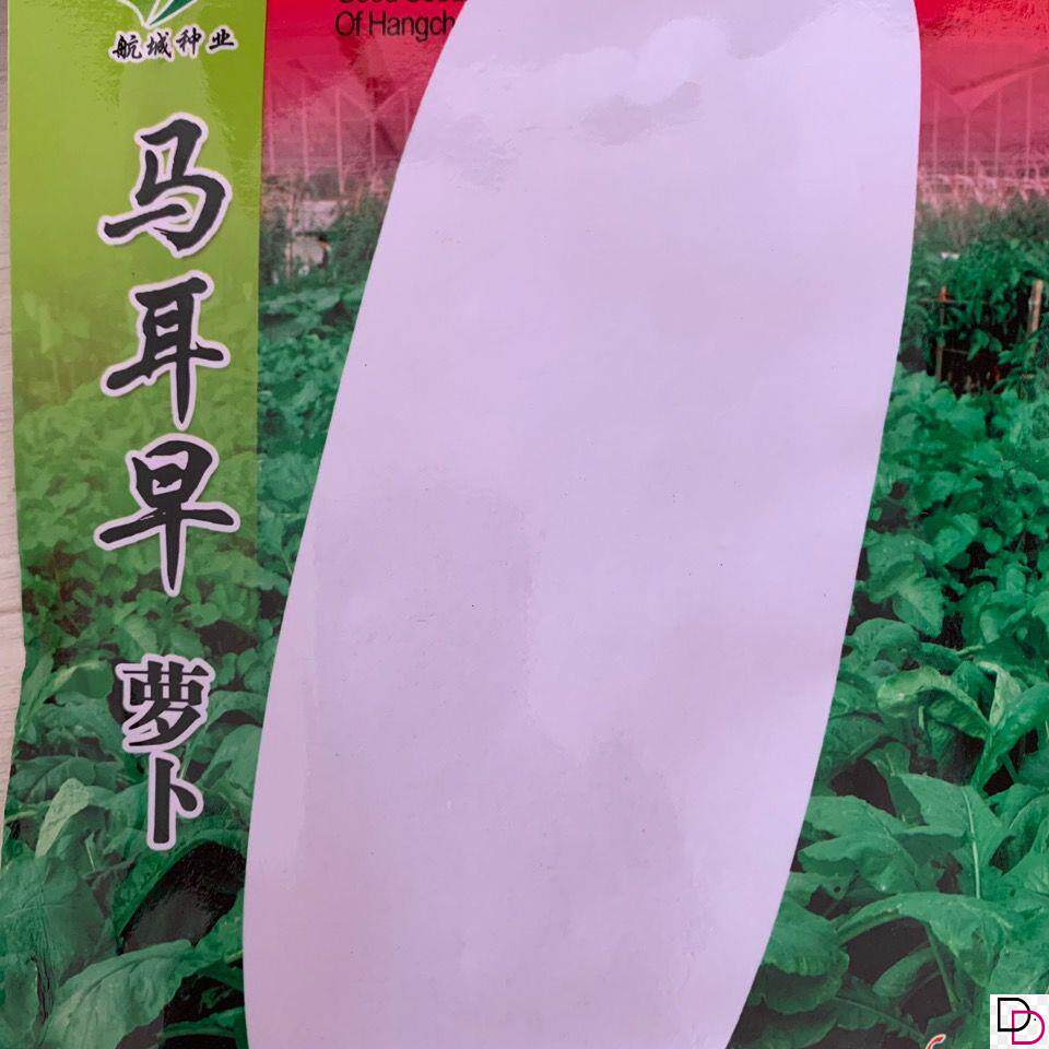 马耳早萝卜种子长白萝卜
