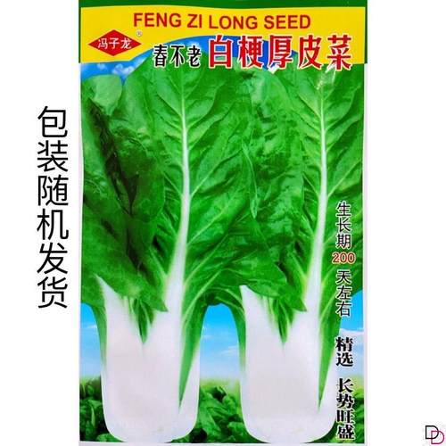 甜玉牛皮菜种子叶柄肥厚