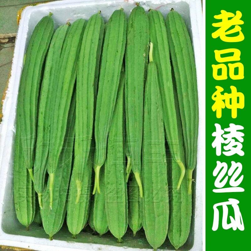农家丝瓜春季爬藤种子寿光蔬菜